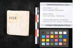 Foto (Objekt + Etikett) von Quercus palaeoilex Ettingshausen (NHMW-GEO-2024-0188-8113)